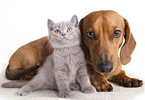 Edmonton Holistic Veterinary Clinic uses natural medicine to help permanently resolve stubbon problems in dogs and cats